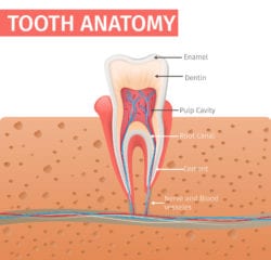 dentist for root canals in Calgary, Alberta